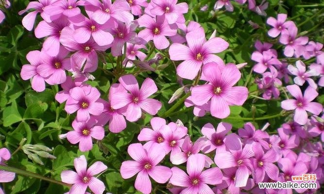 幸运之爱,永恒的祝福 四叶草的爱情寓意