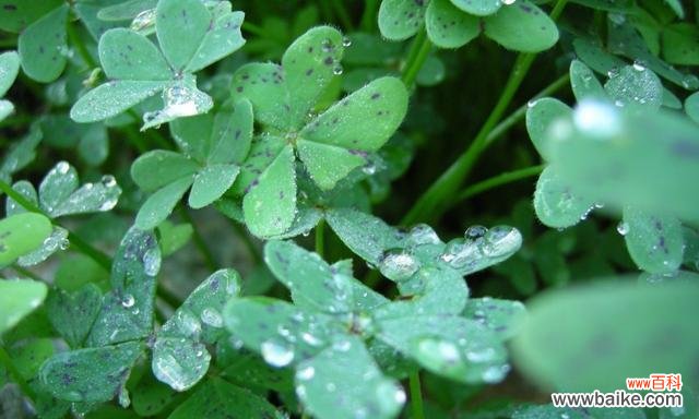 揭开四叶草的奥秘，寻找幸运的宝藏 四叶草花语的寓意与传说