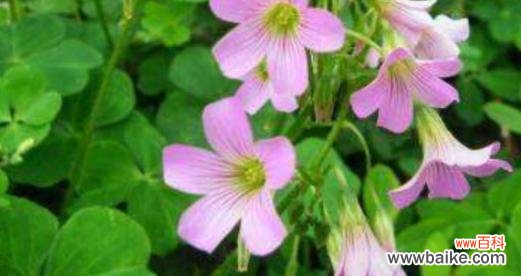 四叶草的象征意义与传说 四叶草