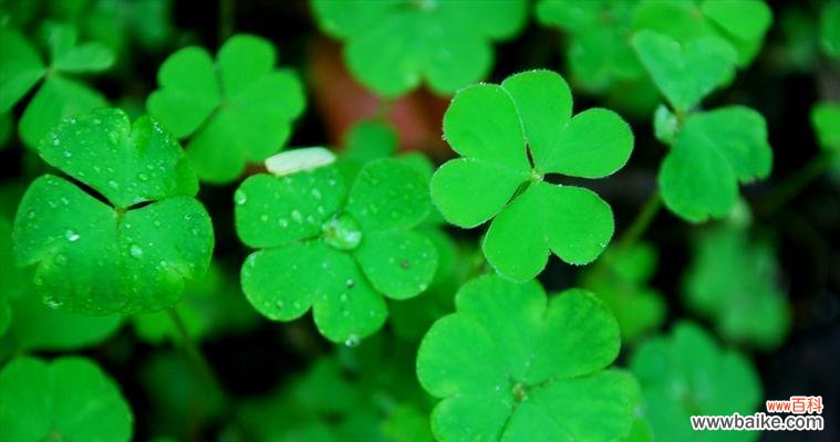 解读四叶草的神秘魅力与传统文化内涵 四叶草的吉祥寓意及象征意义