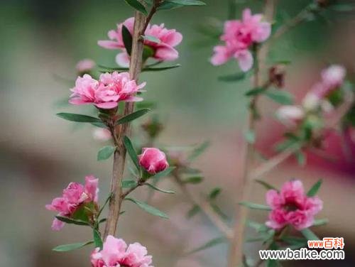 传递勇敢坚持的花语,成为助力人们战胜困难的力量 松红梅之花语