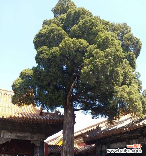 传承与坚韧——松柏树在文化中的象征 松柏树的象征意义