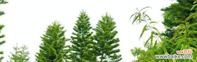 传承与坚韧——松柏树在文化中的象征 松柏树的象征意义