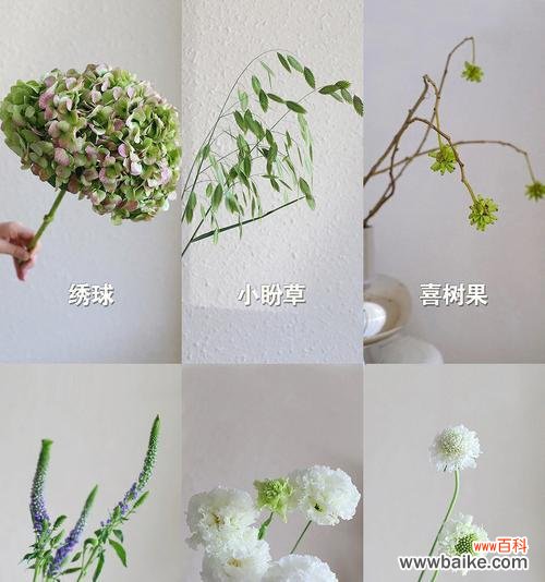 松虫草花语的含义及其在人生中的启示 松虫草花语之美——寄托坚持与希望的象征