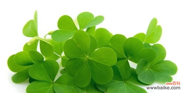 解读四叶幸运草的吉祥象征 四叶幸运草的神奇寓意
