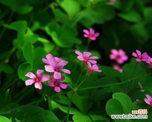 解读四叶幸运草的吉祥象征 四叶幸运草的神奇寓意