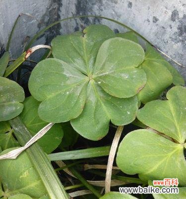 解读四叶幸运草的吉祥象征 四叶幸运草的神奇寓意