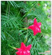 永恒坚韧的生命之树 松柏的象征意义