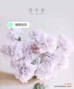 揭示水晶草花语 水晶草花语-揭开自然之美的奥秘