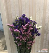 水晶花开出的幸福寓意 水晶花的花语——美丽而神秘的花卉之语