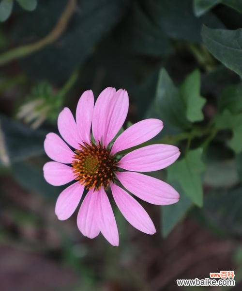 以花语诉说的爱情之花 松果菊的花语——爱的美丽象征