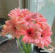 揭秘花海中的秘密 花的花语之美——解读各种花朵的含义