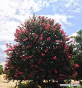 揭示天竺桂花的意义和象征 天竺桂的花语寓意是什么