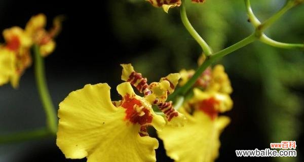 揭秘跳舞兰花语的深层含义 跳舞兰的花语