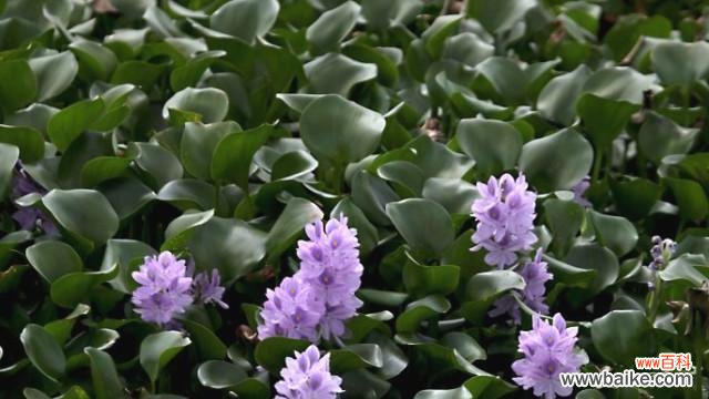 水中的绿色生命与生态保护 探秘以挺水植物的奥秘