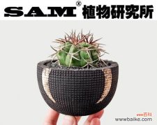 仙人球作为礼物的寓意是什么？送领导合适吗？