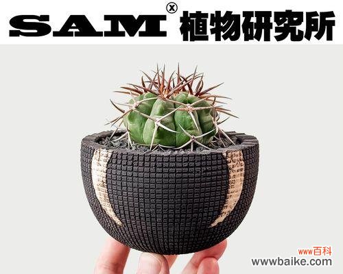 仙人球作为礼物的寓意是什么？送领导合适吗？