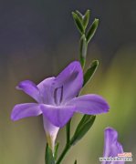 “我只想看着你”的花语是什么？表达怎样的情感？