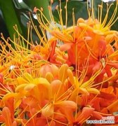 苦情树的花语是什么？苦情树在花语中象征什么？