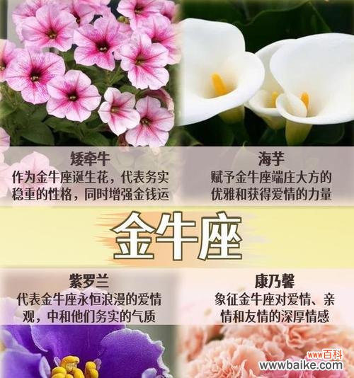 五月十二的花语大全包含哪些?