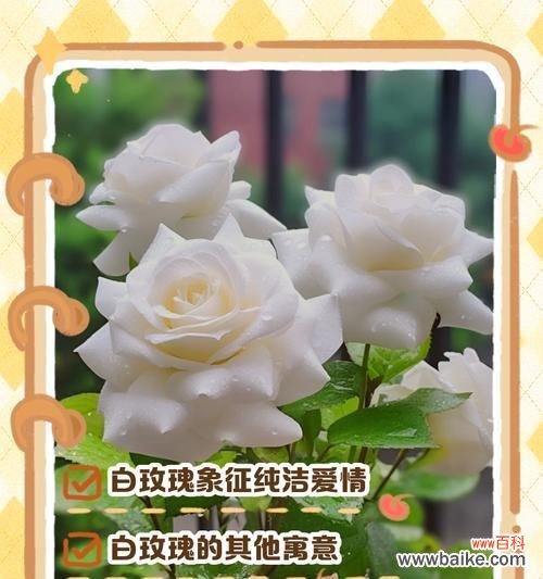 玫瑰花的花语有哪些？它代表了哪些情感？