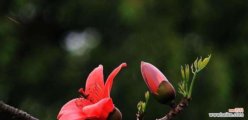 木棉花的花语有哪些含义？它象征着什么？