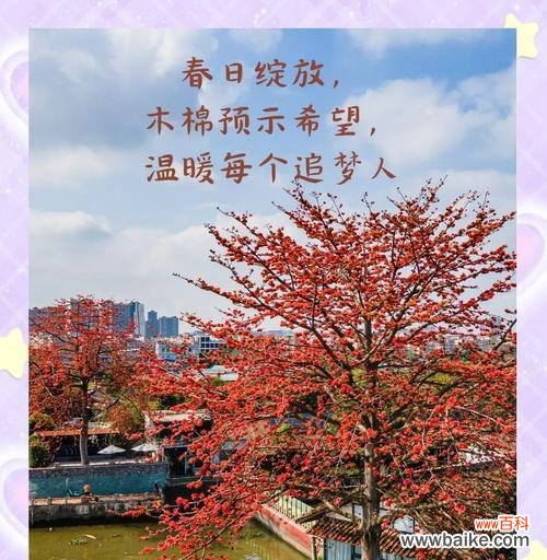 木棉花的花语有哪些含义？它象征着什么？