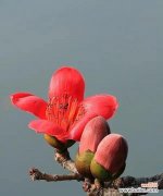 木棉花的花语有哪些含义？它象征着什么？