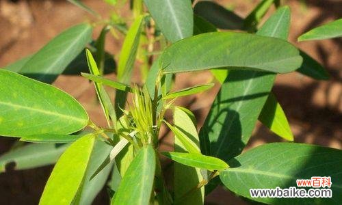 荆杨盆景的花语和寓意是什么?