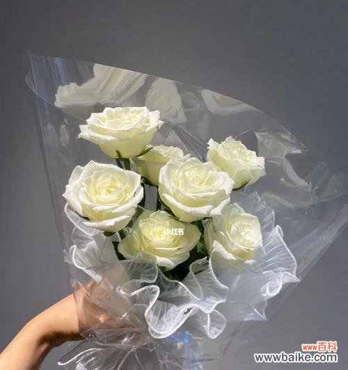 探寻白玫瑰的意义与传达的情感 白玫瑰的含义及象征