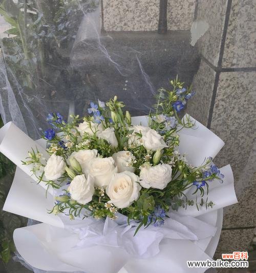 探寻白玫瑰的意义与传达的情感 白玫瑰的含义及象征