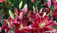 探索百合花作为礼物的背后含义 百合花的象征意义和寓意