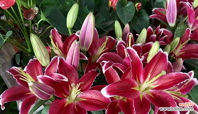 探索百合花作为礼物的背后含义 百合花的象征意义和寓意