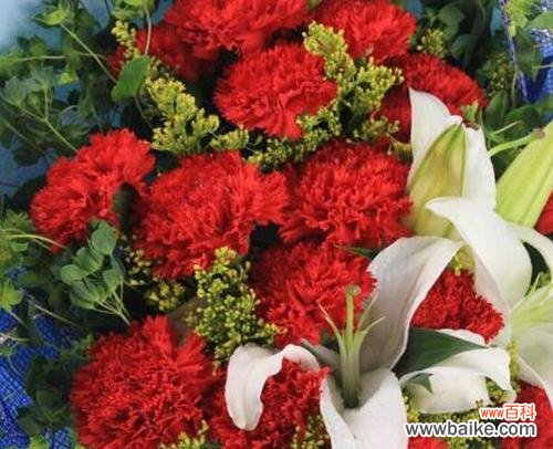 揭秘闺蜜间的深情告白 康乃馨花语代表什么?