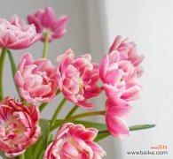 一束花的背后蕴藏的情感和寓意 花语之意——送花几朵所代表的含义