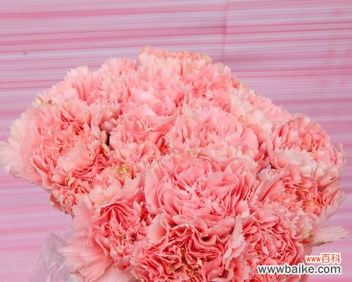 探索康乃馨花的特殊涵义与文化价值 康乃馨花的象征意义