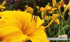 探索忘忧草花语的深层意义 忘忧草的花语与含义