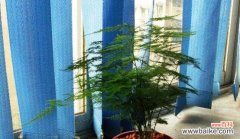 探寻文竹花朵背后的含义和象征 文竹的花语和寓意