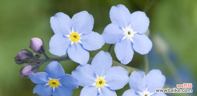 忘却烦恼 勿忘草的花语与含义