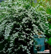 揭秘线叶绣线菊花的隐藏花语和寓意 线叶绣线菊花的花语及象征意义