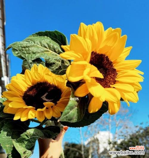 以美丽的向日葵为纽带 阳光之下的守望——向日葵的花语寓意