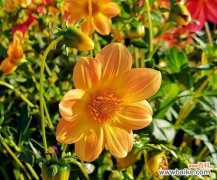 探寻小丽花的含义及象征力 小丽花的花语与寓意