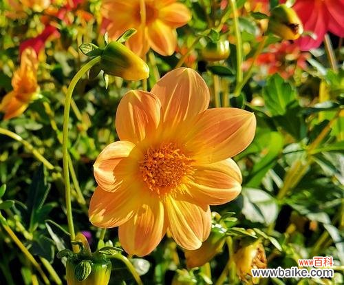 探寻小丽花的含义及象征力 小丽花的花语与寓意