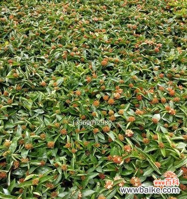 探究小叶龙船花的象征意义和传达的信息 小叶龙船花的寓意与花语