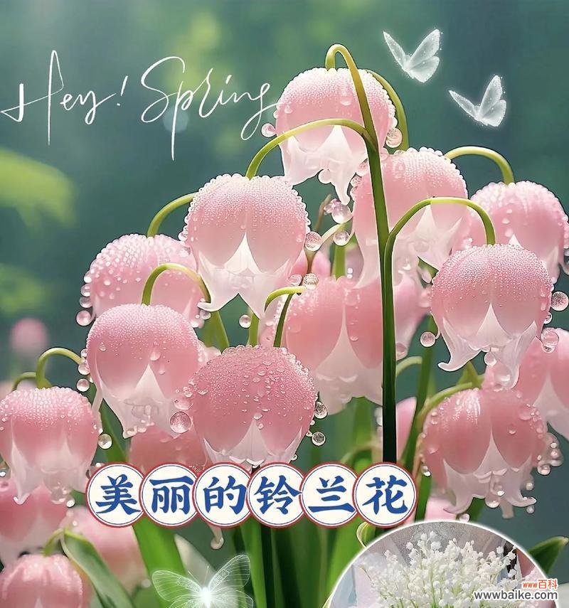 幸福即将来临的花语是什么?哪种花代表幸福即将来临?