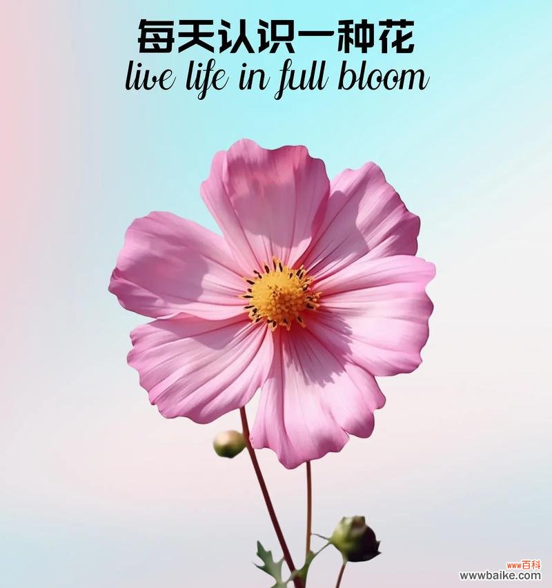 幸福即将来临的花语是什么?哪种花代表幸福即将来临?