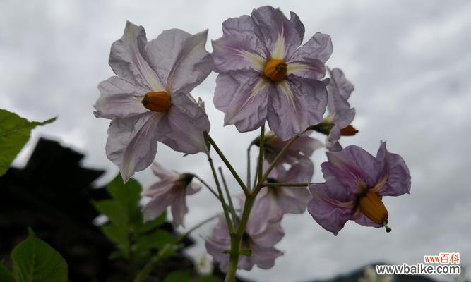 原始森林中哪种花的花语最特别？