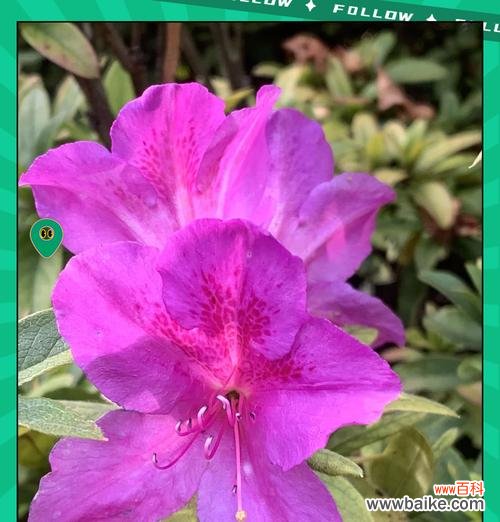 麦田四声杜鹃的花语有何特殊意义?