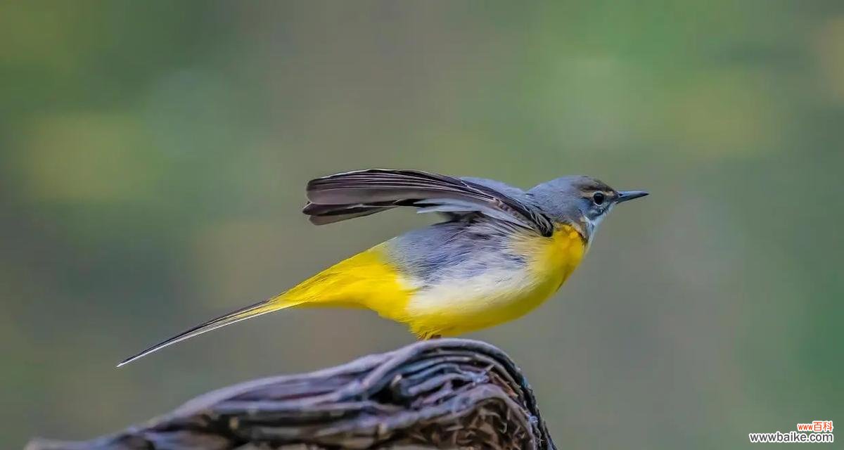 麦田四声杜鹃的花语有何特殊意义?