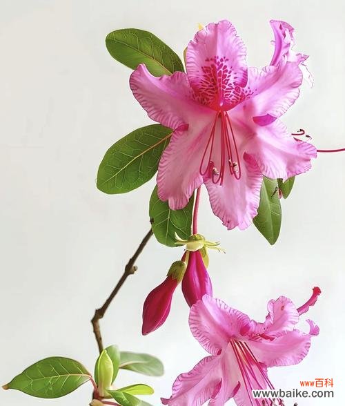 麦田四声杜鹃的花语有何特殊意义?